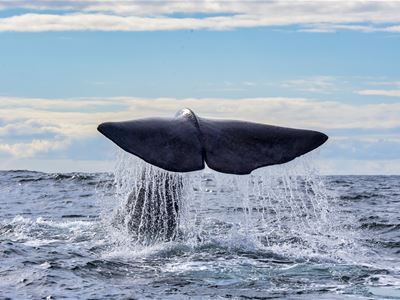 Whale-Watching from Tromsø including accommodation