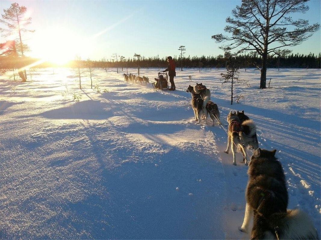 Hundspann på en myr med solsken. 