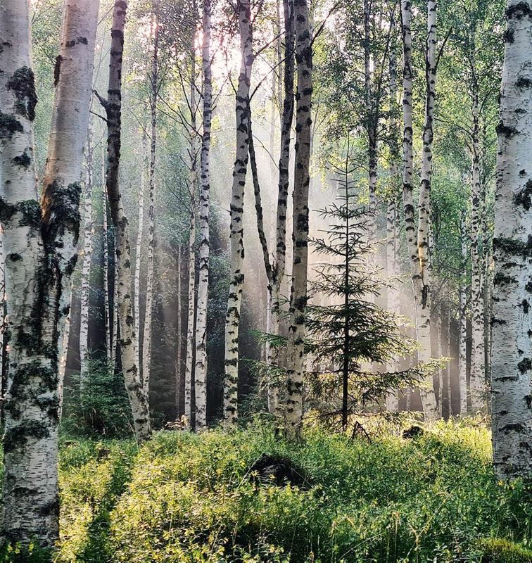 Solen lyser in genom träden i en skog med många björkar och en liten gran. 