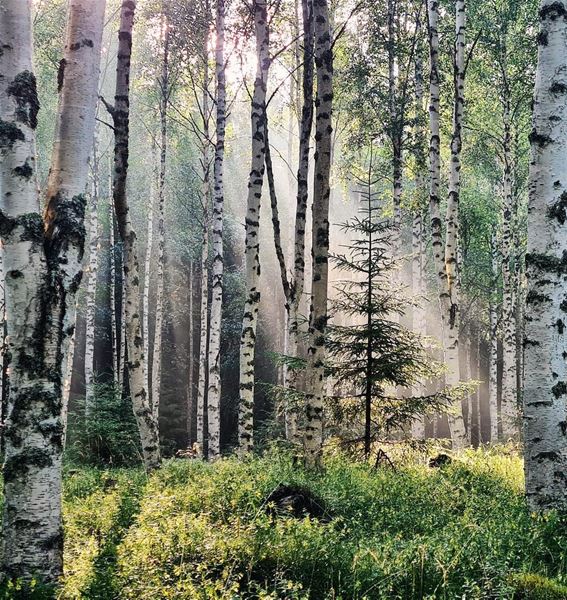 Solen lyser in genom träden i en skog med många björkar och en liten gran.  