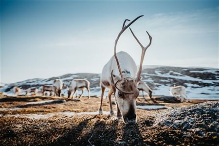 Reinsdyr med blått halsbånd i snødekt fjellandskap med flere reinsdyr i bakgrunnen