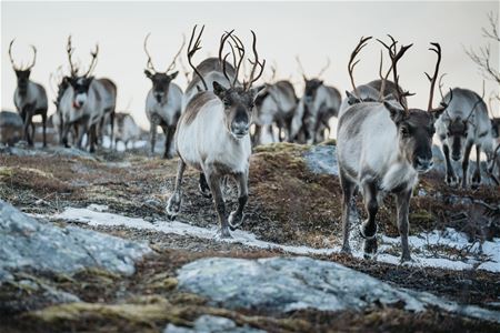 Reinsdyrflokk i bevegelse over steinete og snødekt landskap