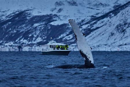 A whale turning in the sea