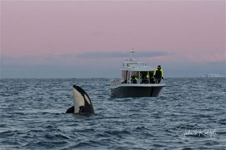 An orca and pink sky