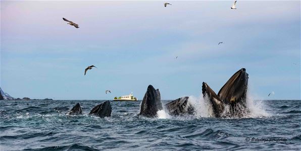 Humpback whales eating fish