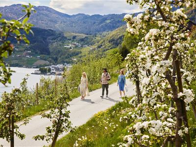 The Fruit and Cider Route in Ulvik