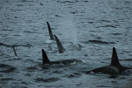 Spekkhuggere som svømmer