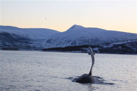 Knølhval i havet utenfor Skjervøy