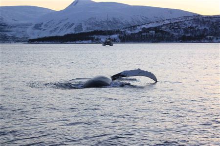 Knølhval i havet utenfor Skjervøy