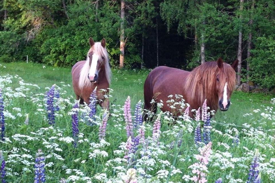STF Långasjö Vandrarhem