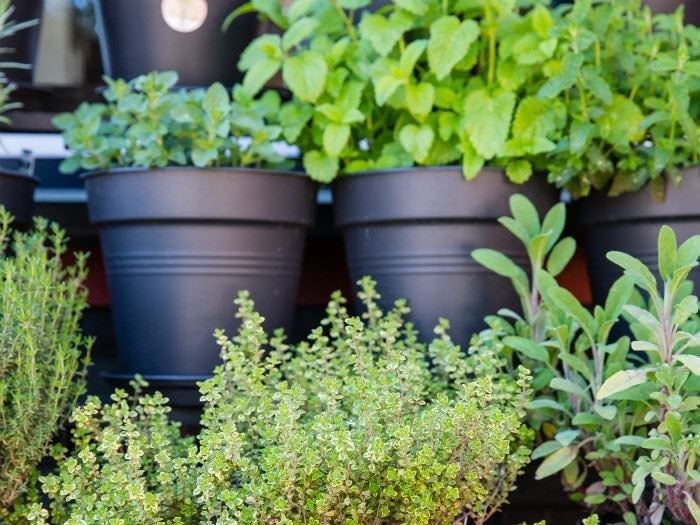 STF Visby Rävhagen Vandrarhem