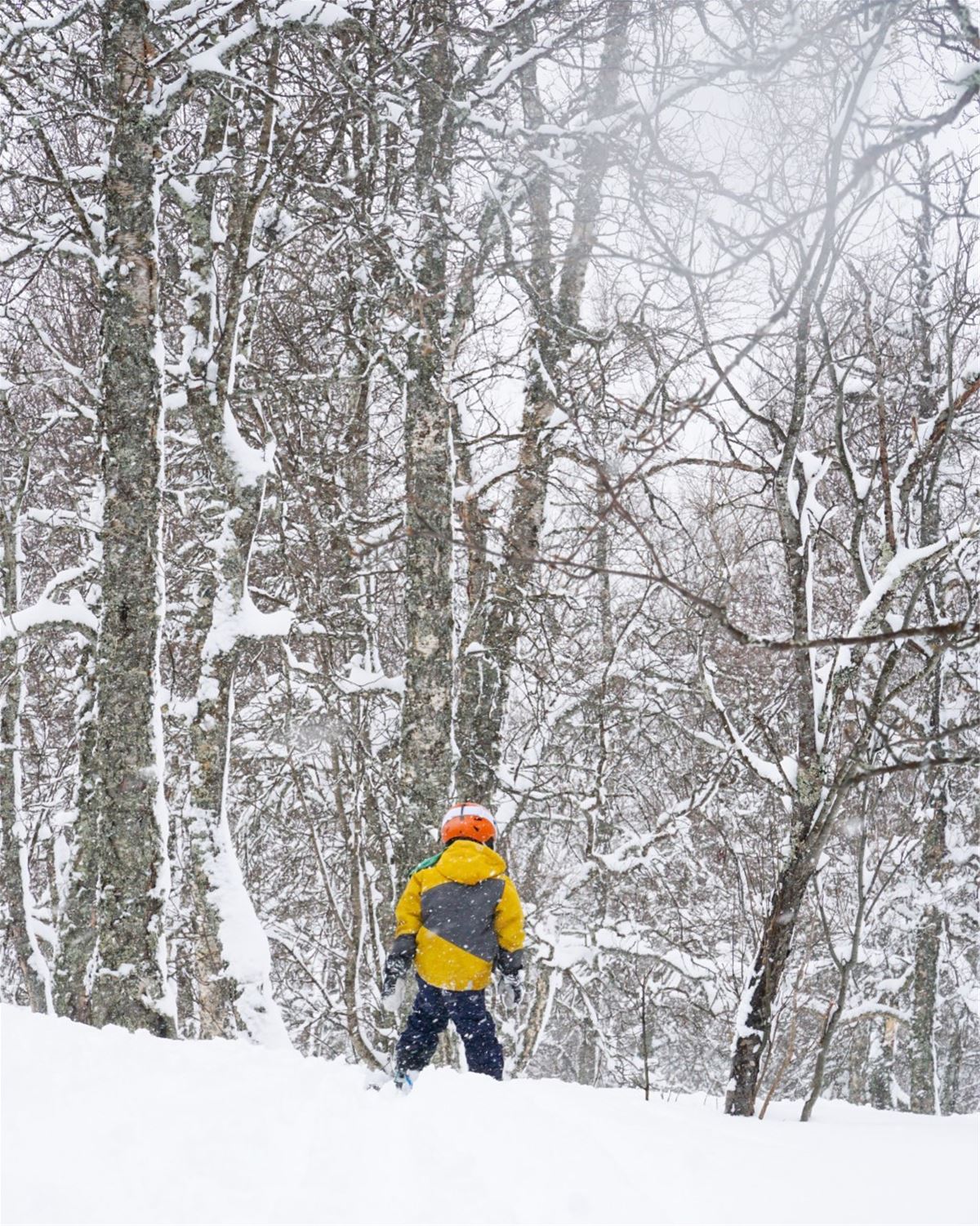 Skidhyra 7 dgr image 1