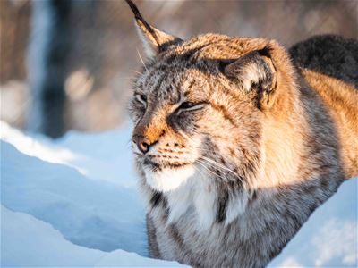 Lynx in Polar Park south of Tromsø