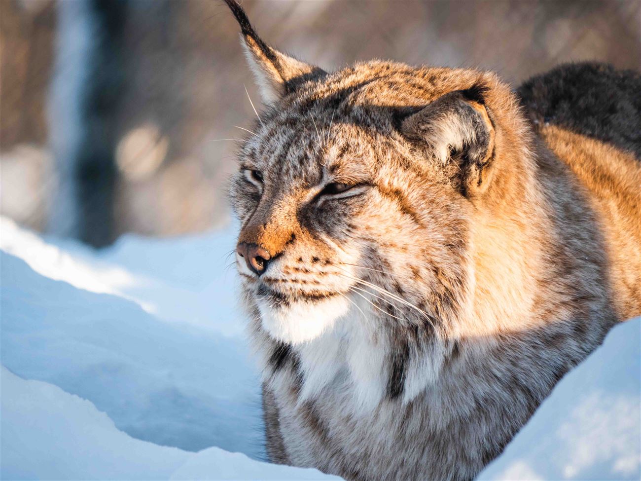 Lynx in Polar Park south of Tromsø &copy; Best Arctic