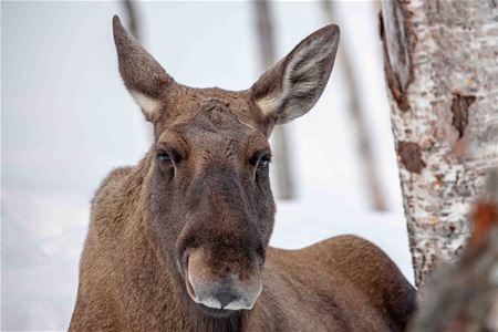 Moose in Polar Park south of Tromsø