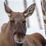 Moose in Polar Park south of Tromsø &copy; Best Arctic