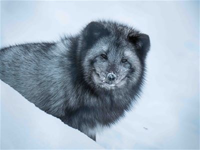 Polar Fox in Polar Park south of Tromsø