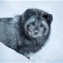 Animal in Polar Park south of Tromsø &copy; Best Arctic