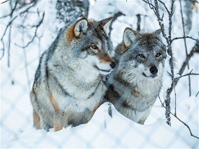 Wolves in Polar Park south of Tromsø