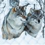 Wolves in Polar Park south of Tromsø &copy; Best Arctic
