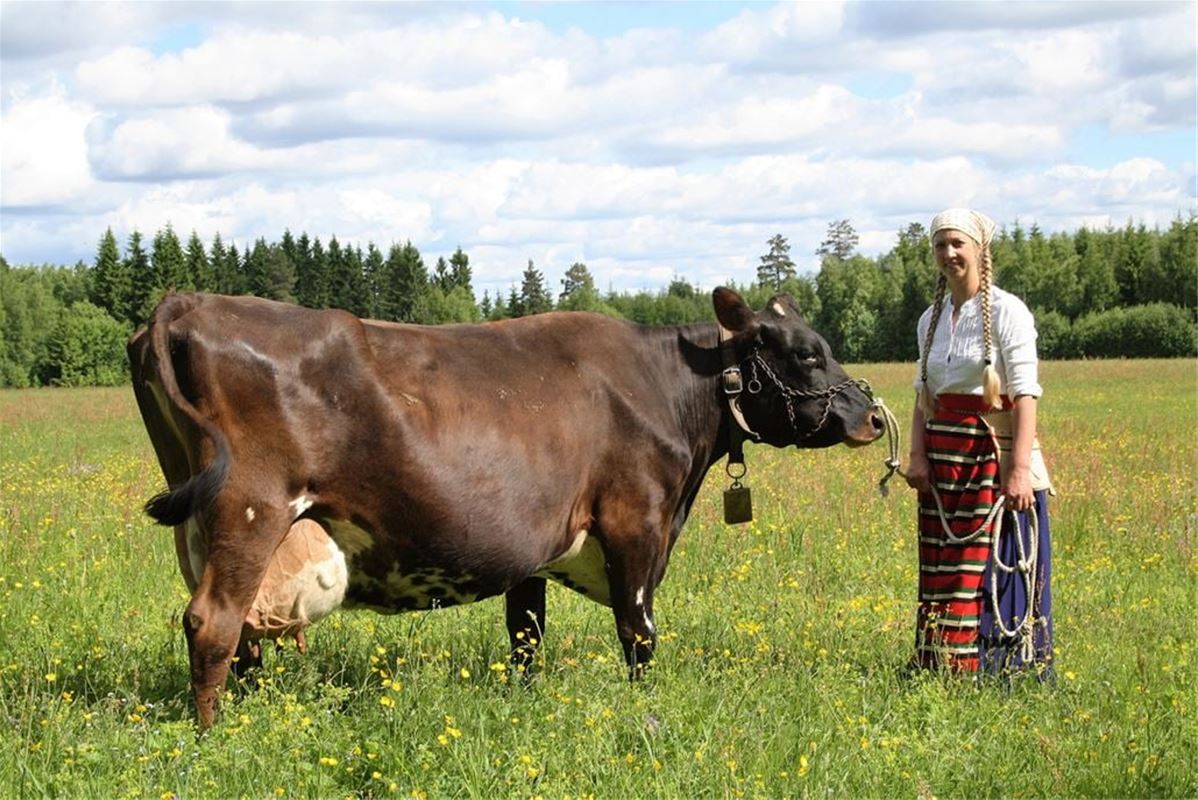 Tin with a cow.