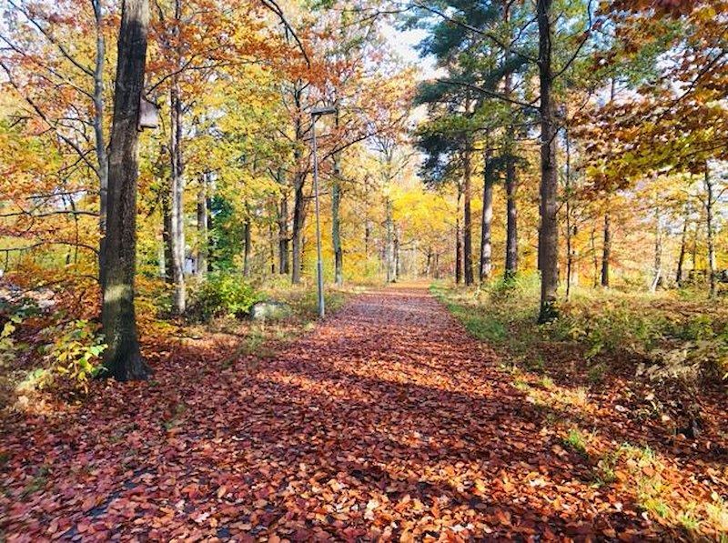 Fin höstdag i skogen med gulnande löv på träd och minde cykelväg