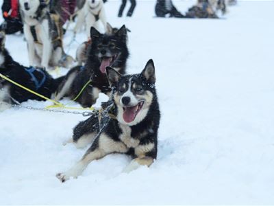 Dogsledding in Skibotn - daytrip from Tromsø