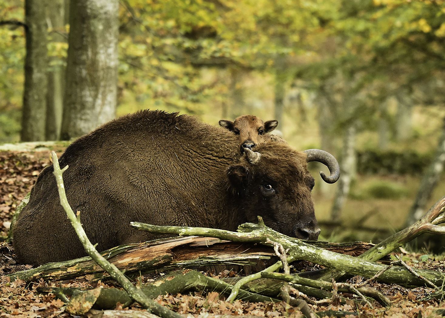 Safariparken på Eriksberg öppnar för säsongen