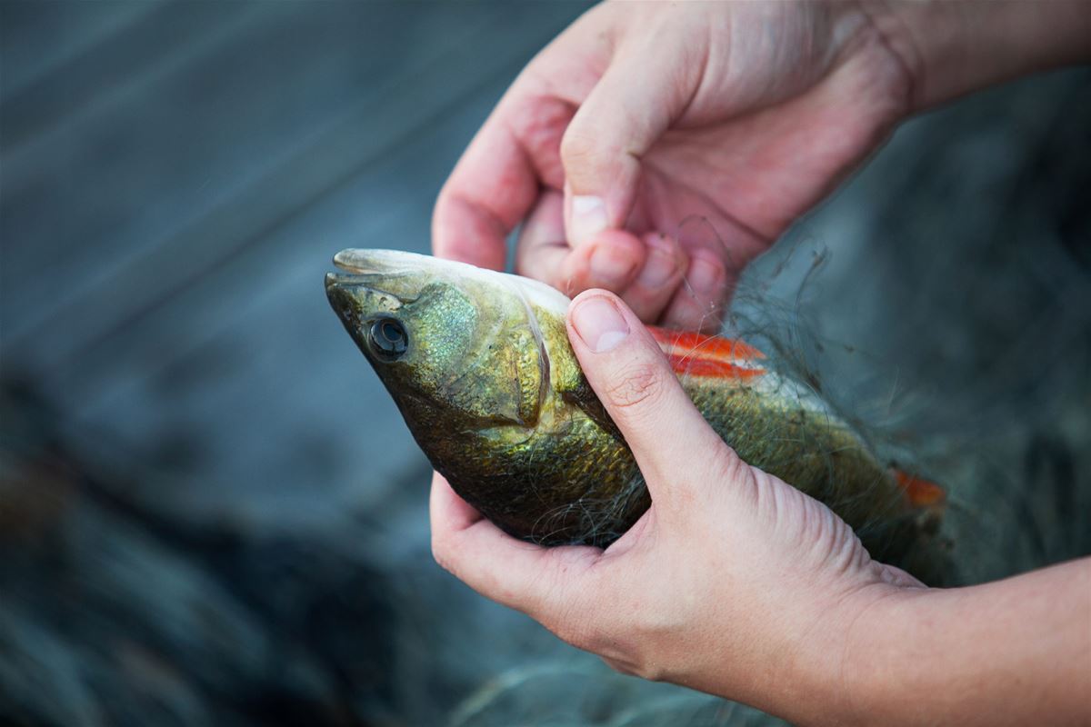 Fiskepaket övriga Åland image 1