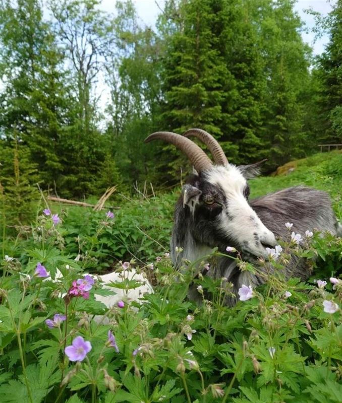Femtens Naturupplevelser | Visit Dalarna