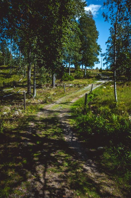 Skogsväg i Skattlosbergs by.