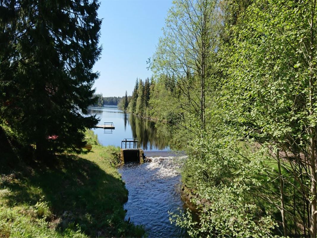 A jetty and trees along the water.