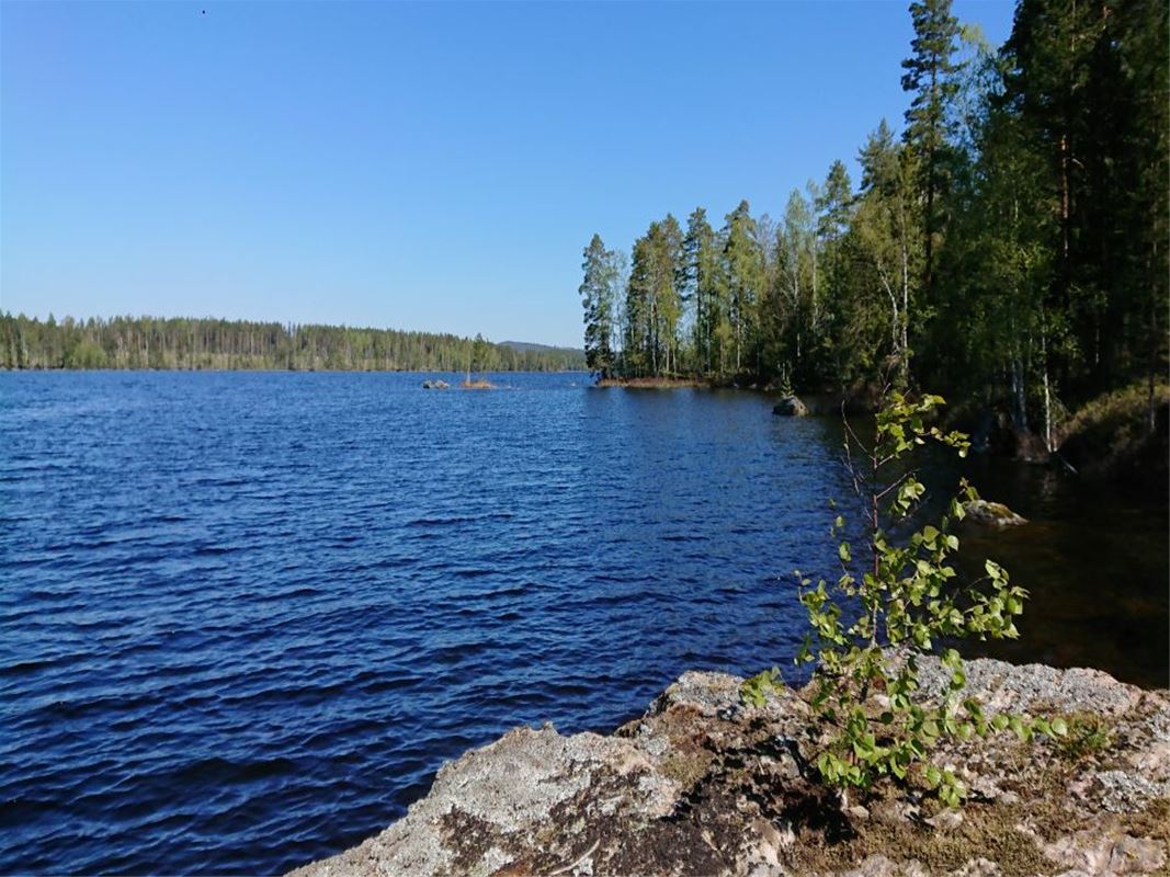 Lake with trees around.