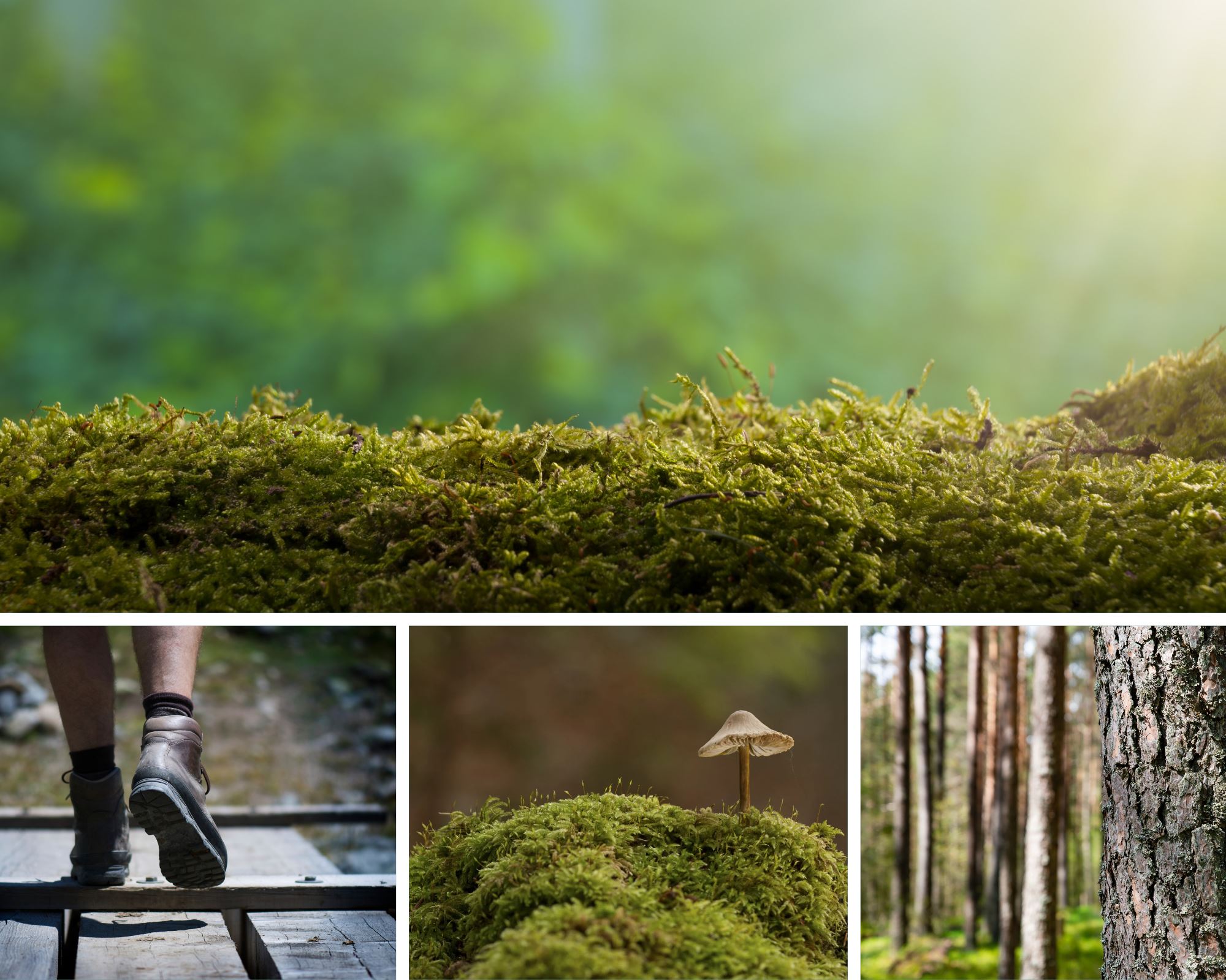 Guidad vandring i naturreservat