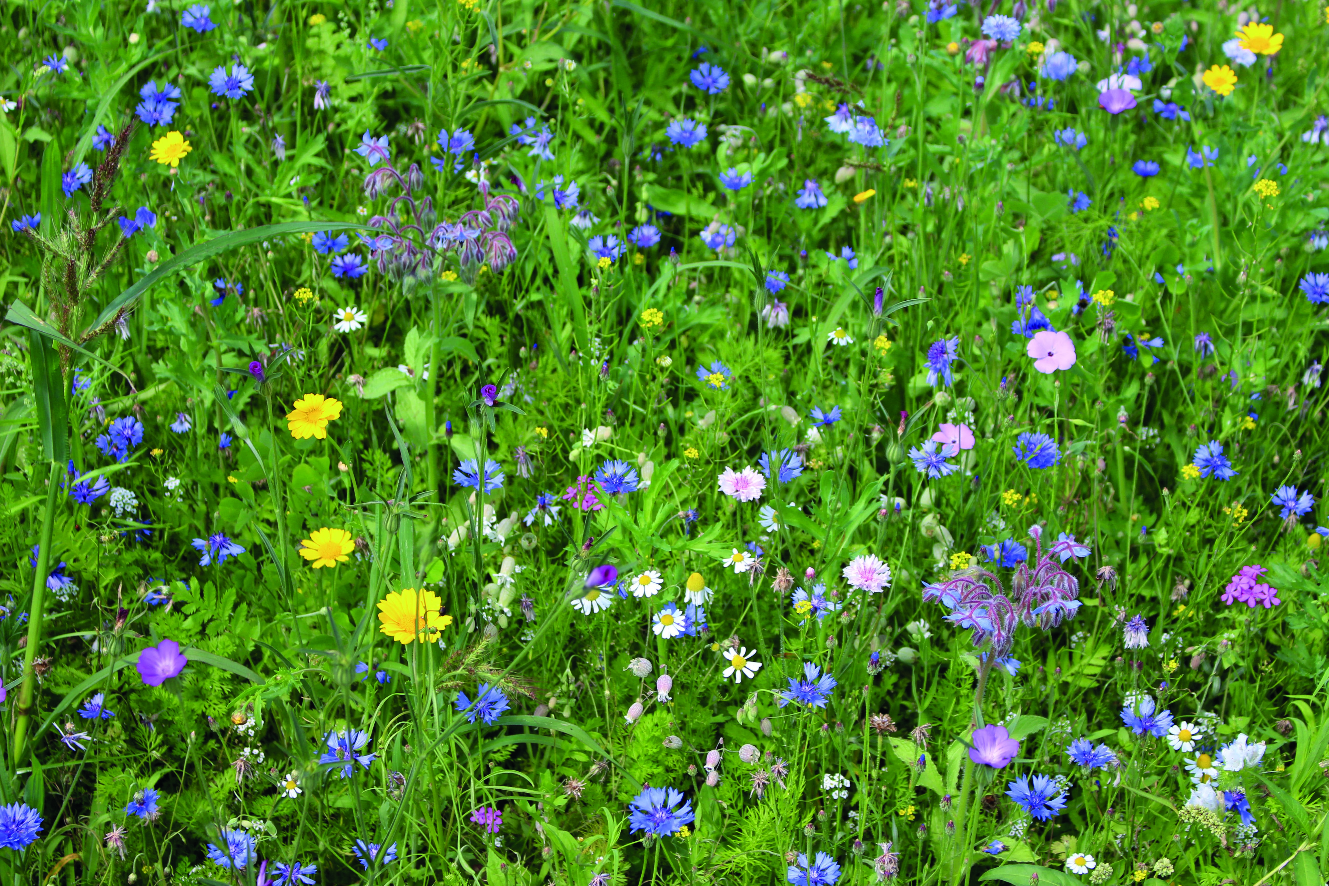De vilda blommornas Dag
