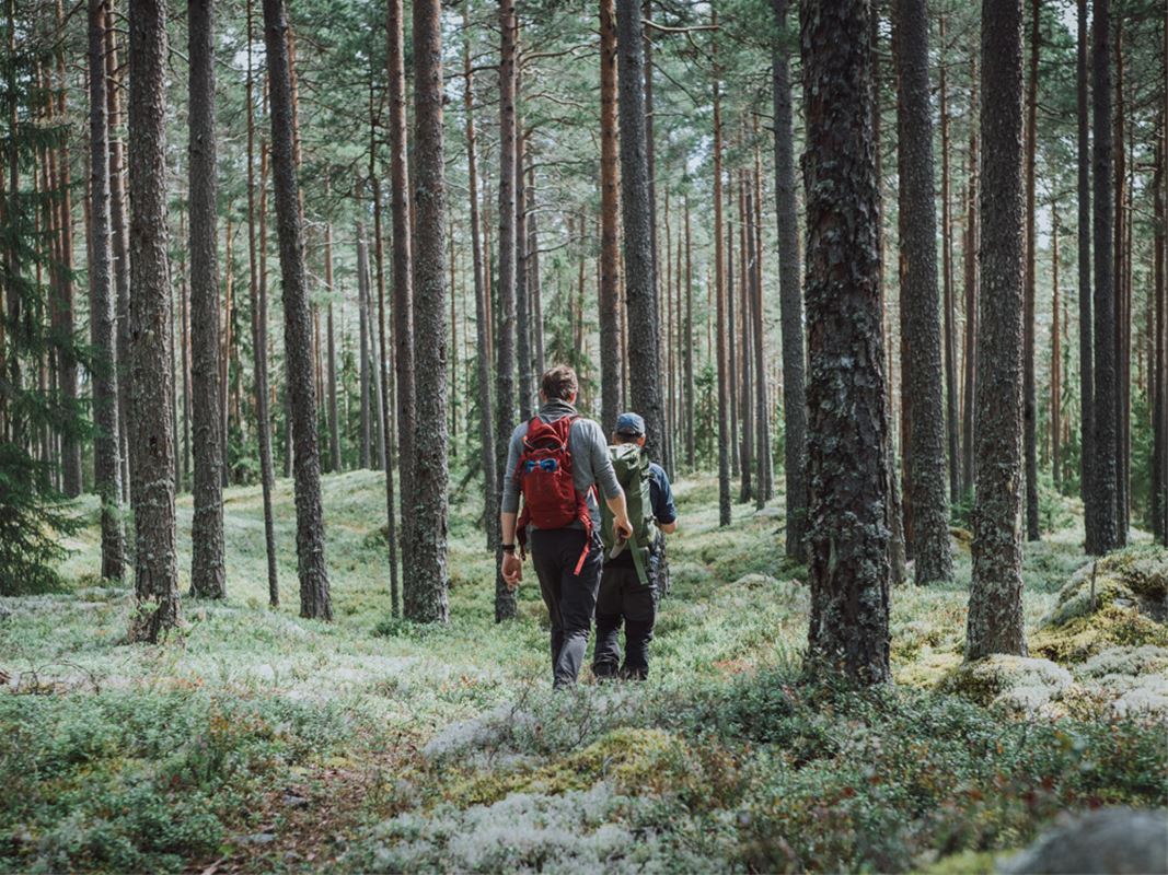 Två personer med ryggsäck går genom barrskog. 