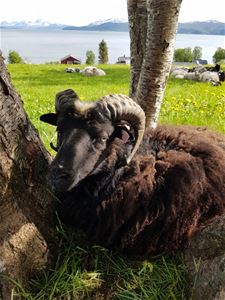 Black sheep with horns resting by a tree, with mountains and water in the background