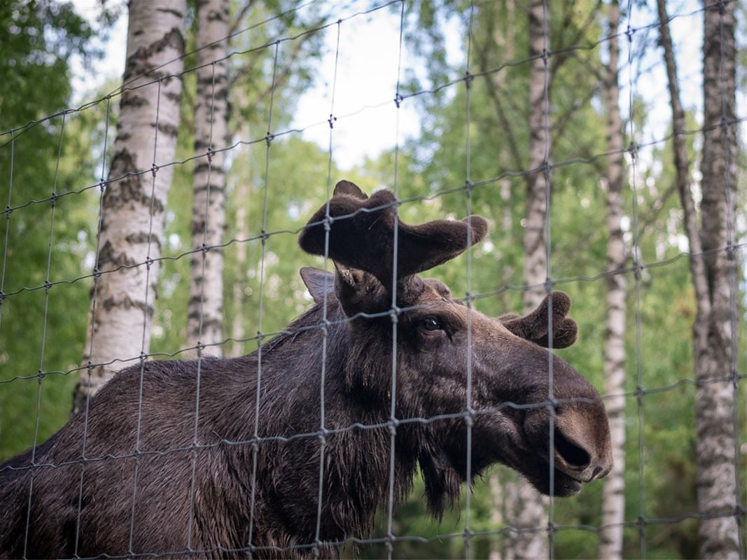 A moose behind a fence.
