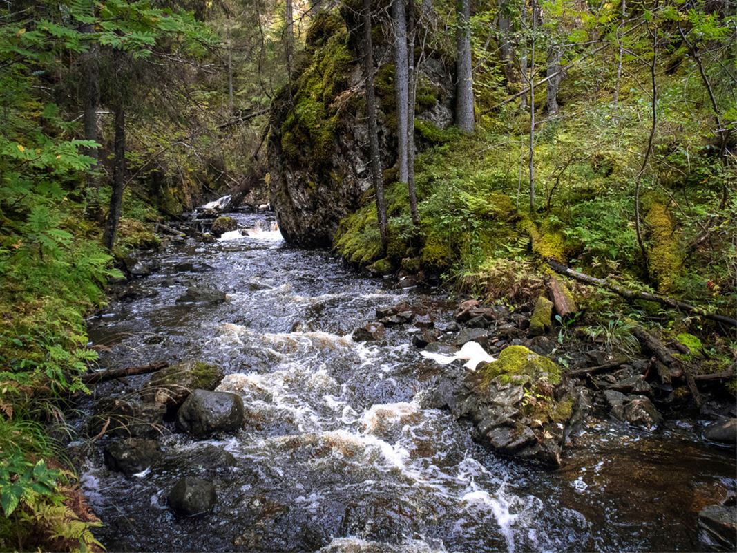 Fors strömmar i skog