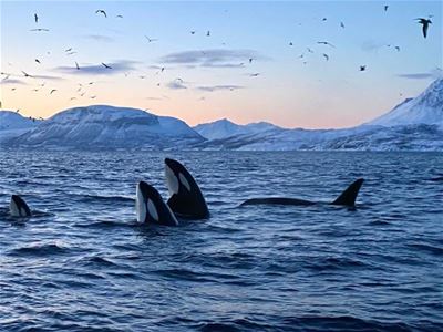 Whale watching from Skibotn to Skjervøy - return