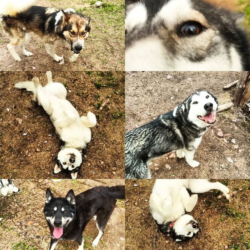 Photos of Husky dogs.