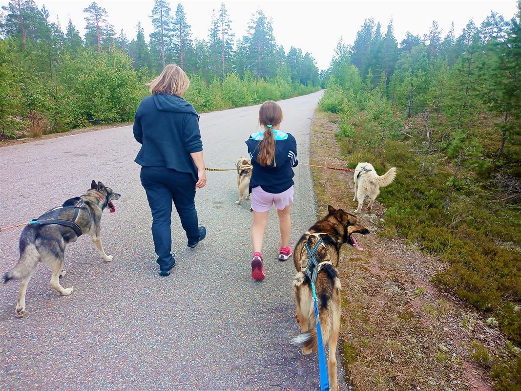 A lady and a girl walk with leashed dogs along a path in the forest.