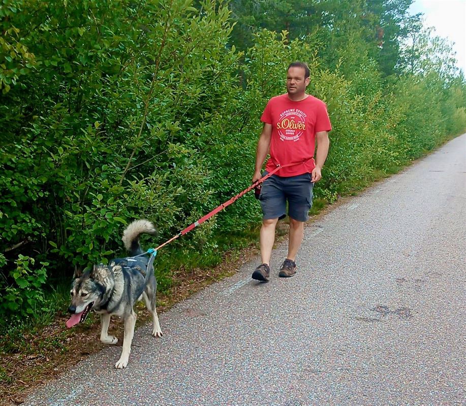 A man with a leashed dog follows a path in the forest.