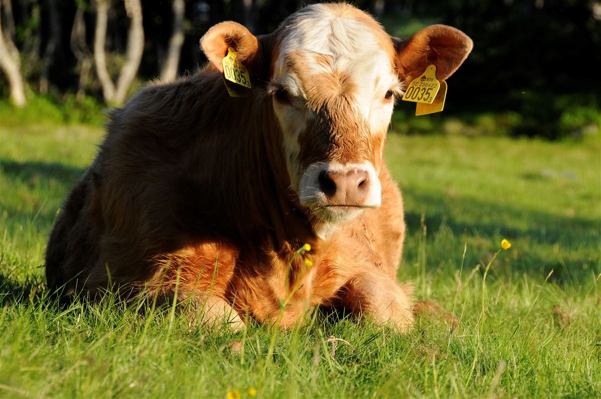 En ko som ligger och vilar sig i gräset.