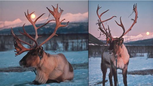Two reindeers