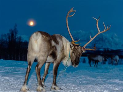 Reindeer in the evening