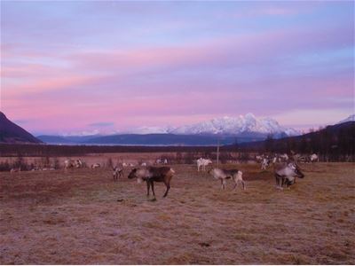 Group of reindeer