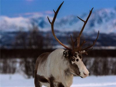 Reindeer standing