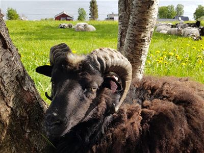 Animals at the farm