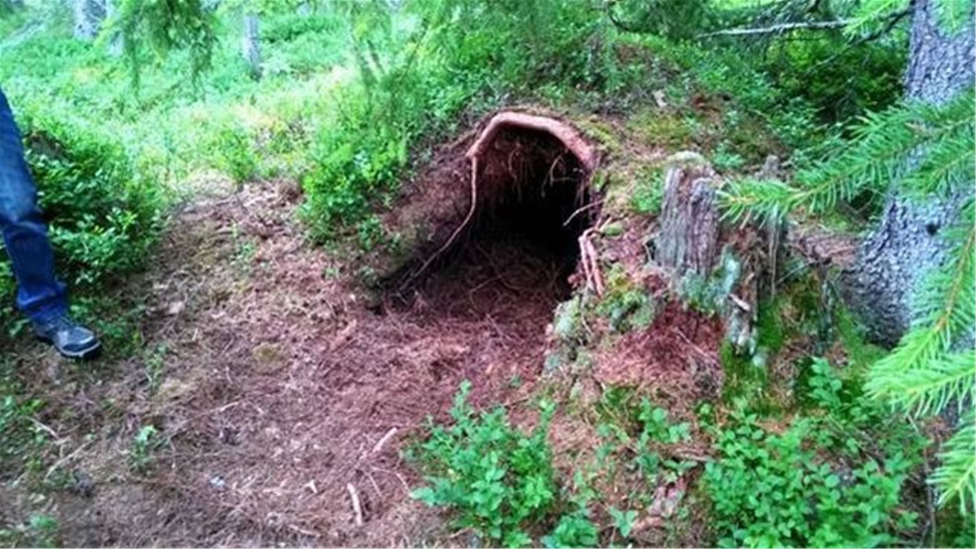 Bear nest.